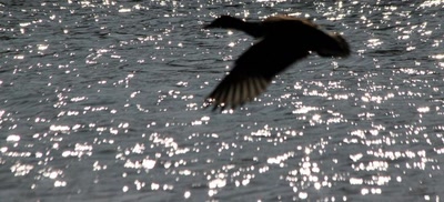 Résultat de recherche: Vol fantôme...