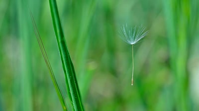 Œuvre de tetedelinotte: Le printemps est dans le pré