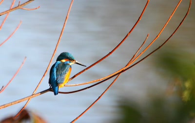 Résultat de recherche: Le Martin-pêcheur