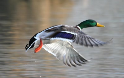 Résultat de recherche: Envol du Col-vert mâle