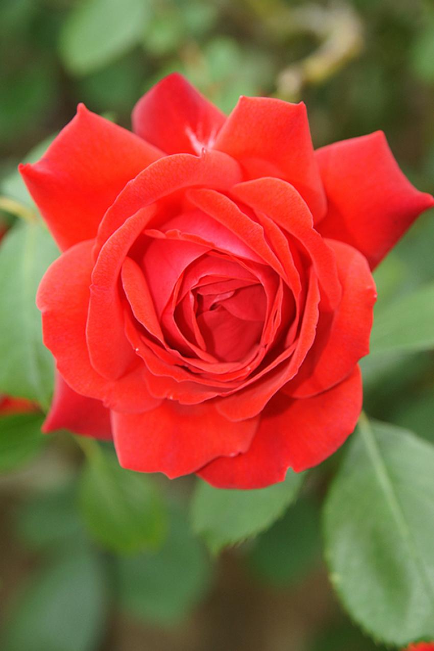 Le jardin de ma Mére