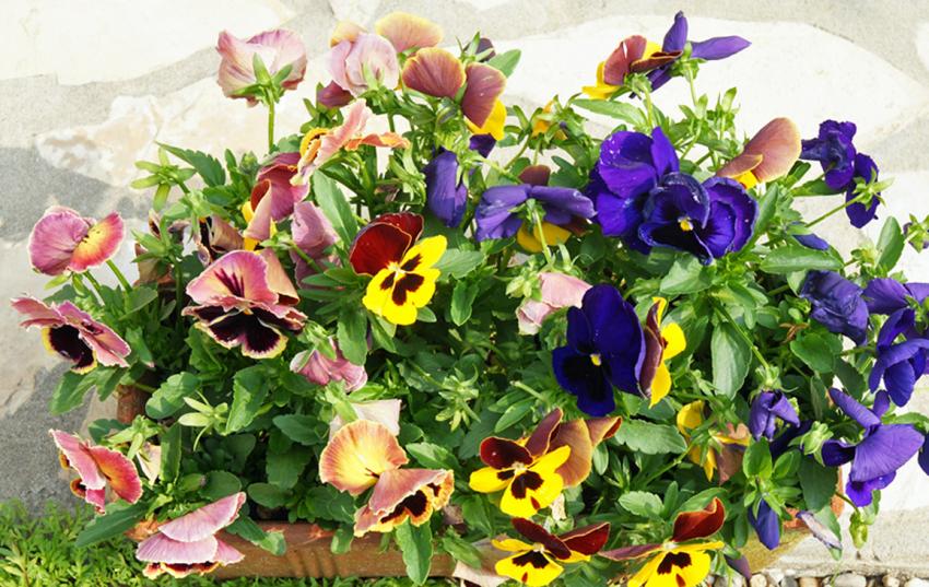 Le jardin de ma Mére