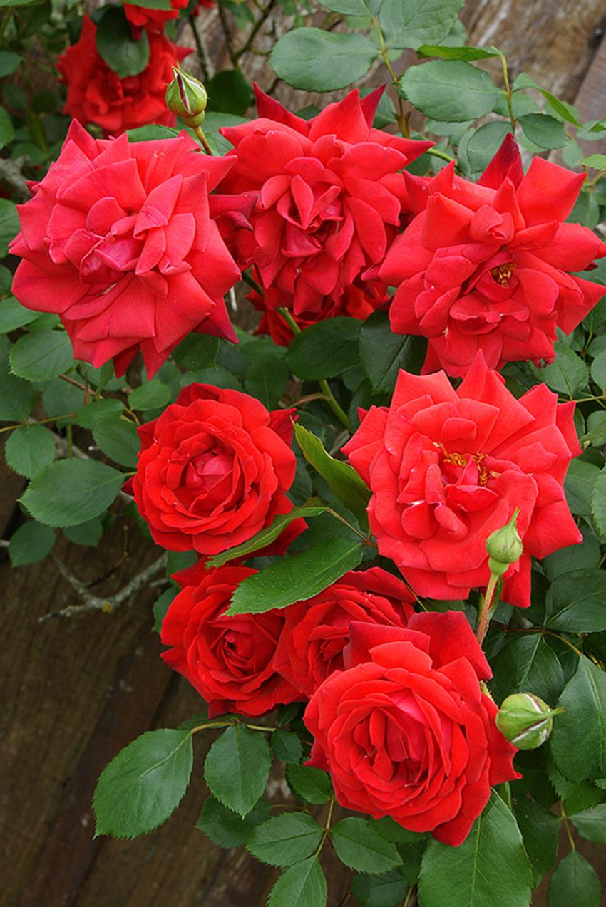 Le jardin de ma Mére