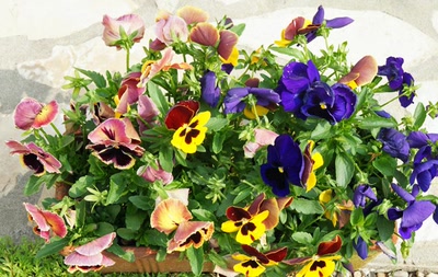 Résultat de recherche: Le jardin de ma Mére