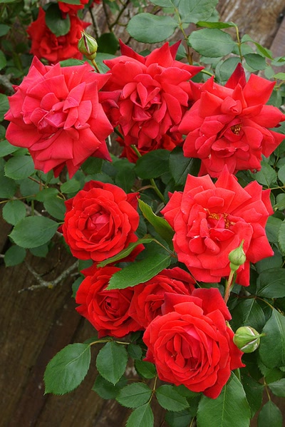 Résultat de recherche: Le jardin de ma Mére