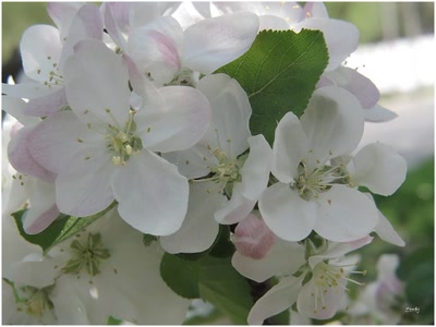 Œuvre de Zvrki: Fleurs 23411