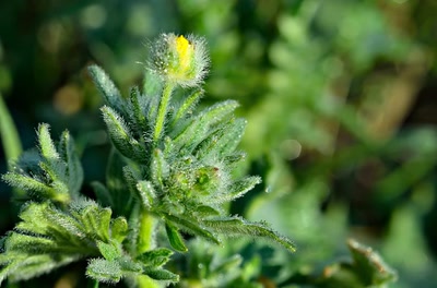 Œuvre de tetedelinotte: rosée de printemps