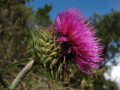 Le chardon penché