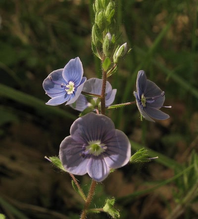 Œuvre de louloup: veronique petit chêne 