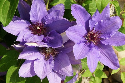 Résultat de recherche: Le jardin de ma Mére