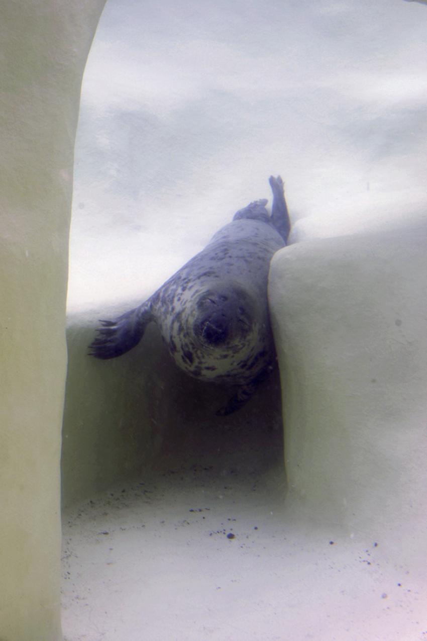 Phoques gris (Musée de la mer à Biarritz)