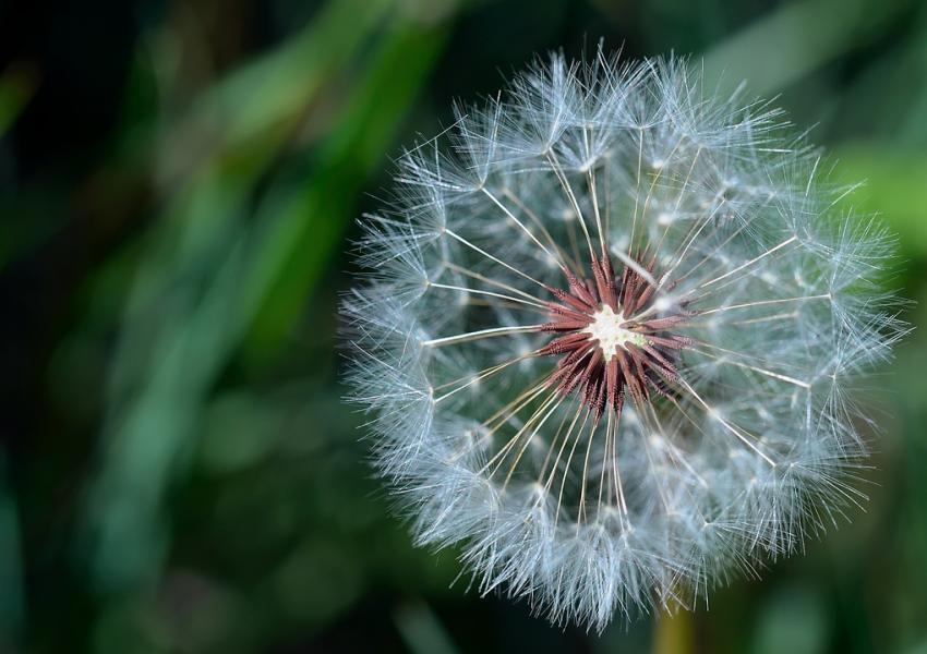 Une petite dernière de ce printemps