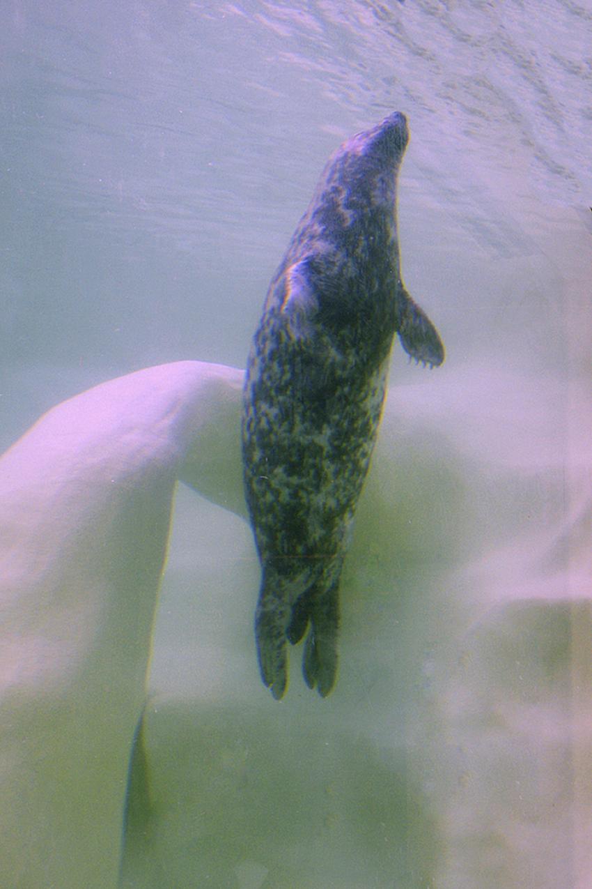 Phoques gris (Musée de la mer à Biarritz)