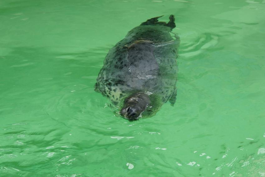 Phoques gris (Musée de la mer à Biarritz)