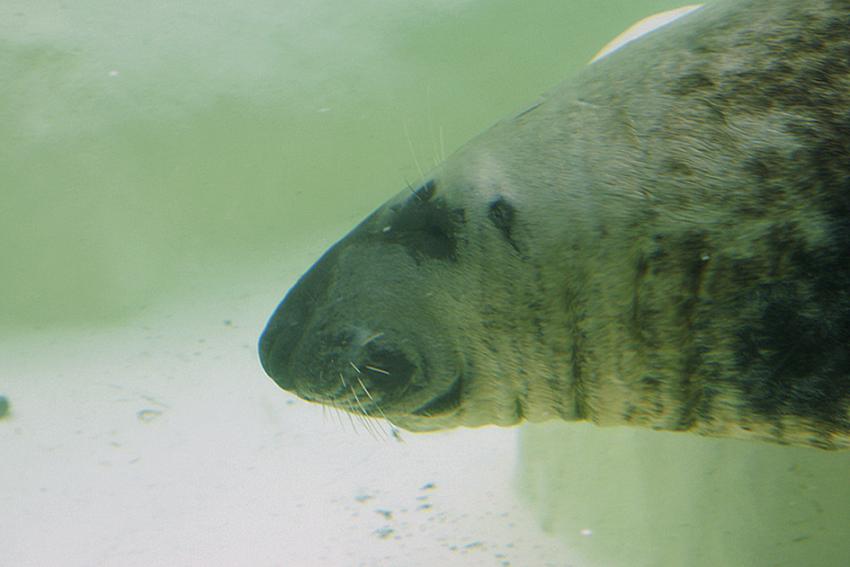 Phoques gris (Musée de la mer à Biarritz)