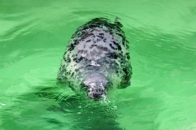Résultat de recherche: Phoques gris (Musée de la mer à Biarritz)