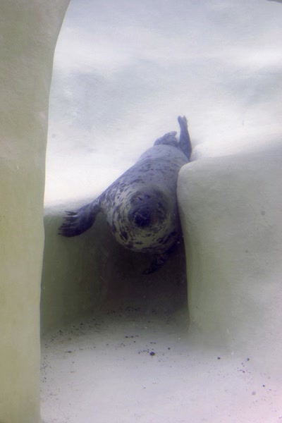 Résultat de recherche: Phoques gris (Musée de la mer à Biarritz)