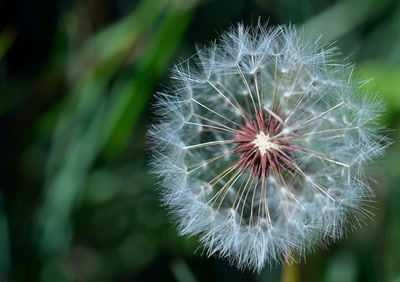Œuvre de tetedelinotte: Une petite dernière de ce printemps