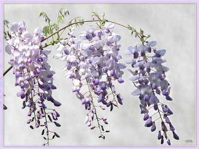 Œuvre de Zvrki: Fleurs 25411