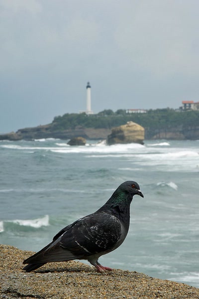 Œuvre de Le Menet: Pays Basque