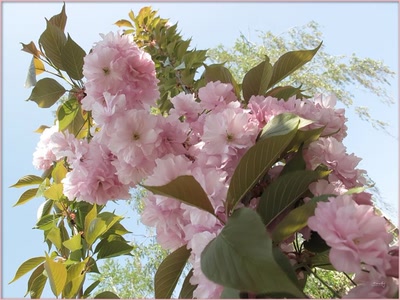 Œuvre de Zvrki: Fleurs 21411 3