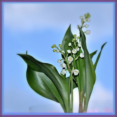 Œuvre de tetedelinotte: Un p'tit brin de muguet