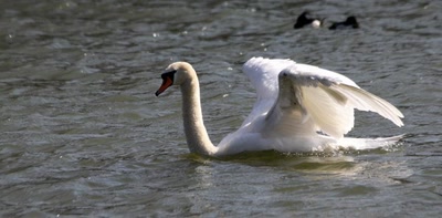 Œuvre de rami68: Bien se sècher sous les ailes