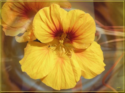 Œuvre de Zvrki: Fleur jaune 25411