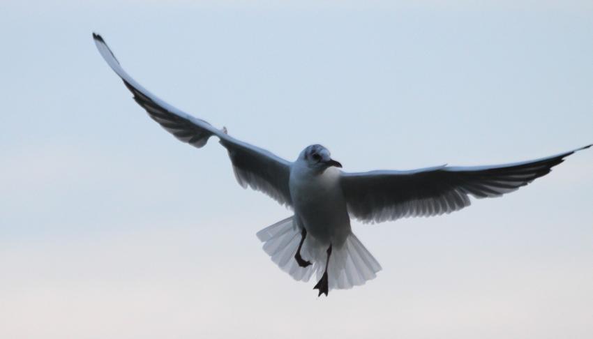 Elle ne rit pas , cette "rieuse"...