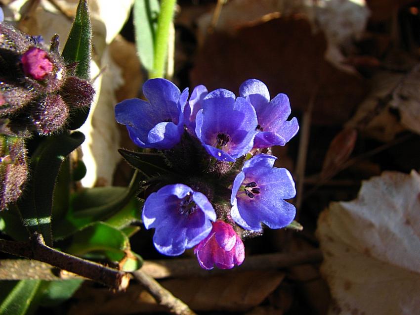 La pulmonaire officinale 