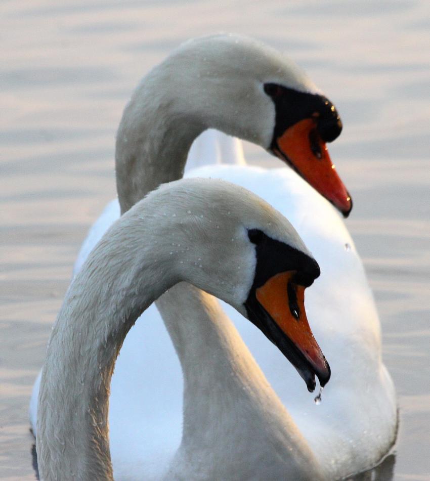 Toi aussi tu as la goutte au... Bec ?
