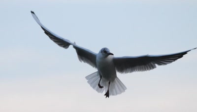 Elle ne rit pas , cette "rieuse"...