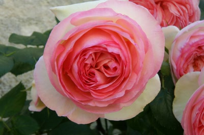 Résultat de recherche: Saint Emilion