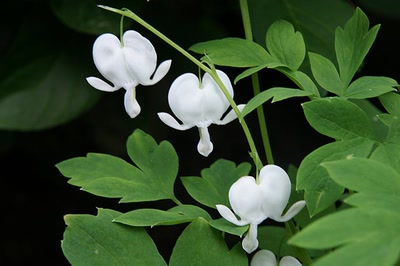 Œuvre de Le Menet: Coeur de Marie