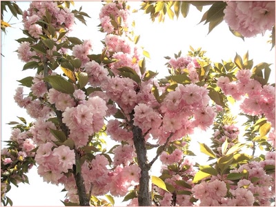 Œuvre de Zvrki: Fleurs 21411 2b