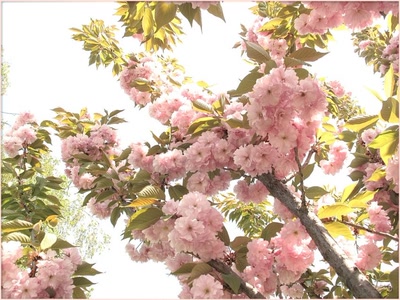 Œuvre de Zvrki: Fleurs 21411 4c