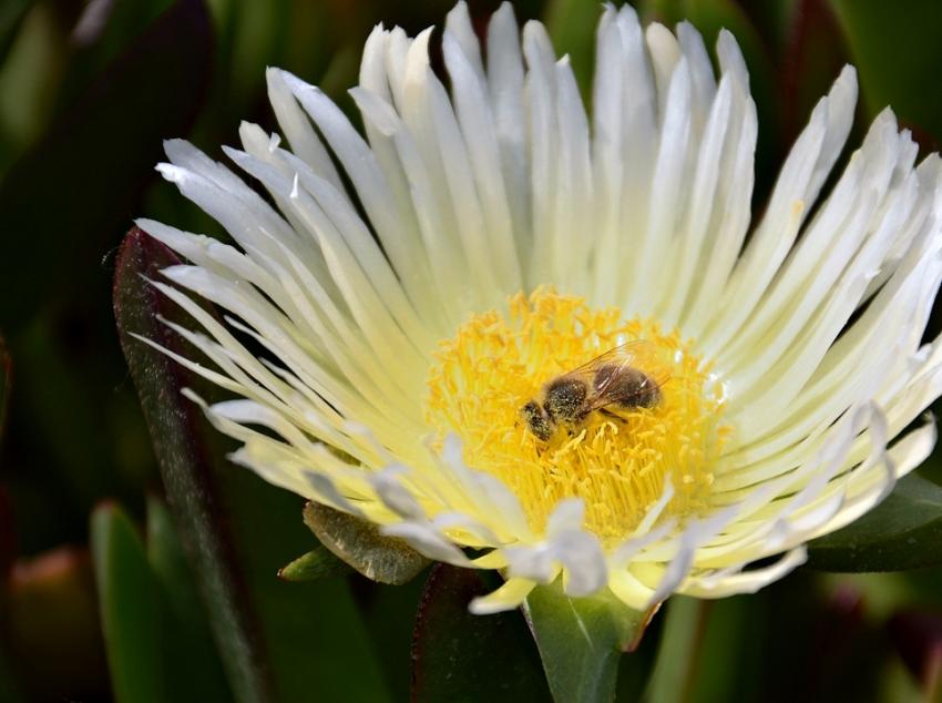 griffe de sorcière et butineuse