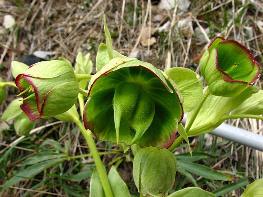 l'hellebore fétide 