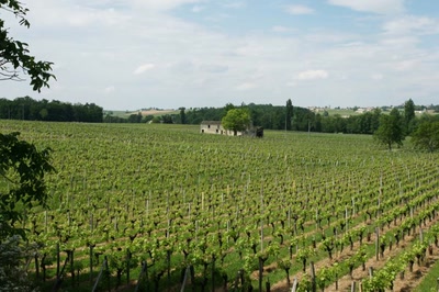 Résultat de recherche: Saint Emilion