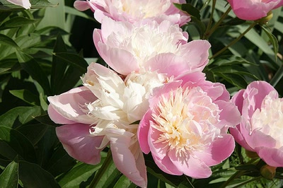 Résultat de recherche: Saint Emilion