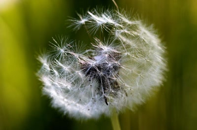 Œuvre de rami68: Boule duveteuse de pissenlit (1)