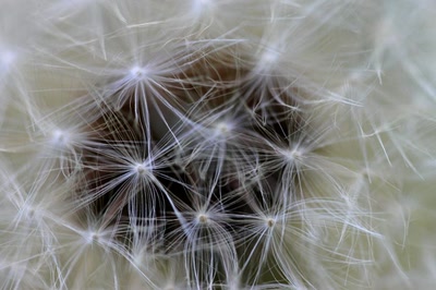 Œuvre de rami68: Boule duveteuse de pissenlit (2) (macro)