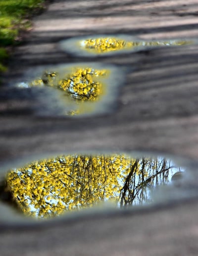 Œuvre de rami68: Après la pluie d'une nuit (c'était il y a un momen