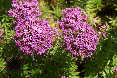 Œuvre de Le Menet: Fleurs