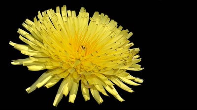 Œuvre de tetedelinotte: Soleil