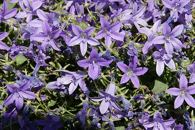 Œuvre de Le Menet: Fleurs