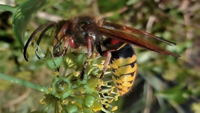 Œuvre de tetedelinotte: sa piqure est très douloureuse
