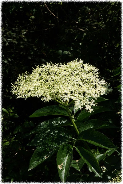 Œuvre de Le Menet: Fleurs