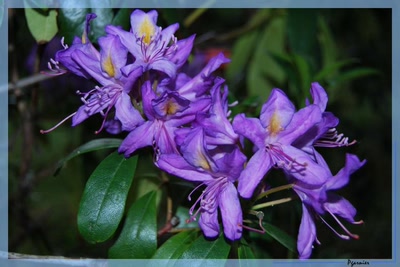 Œuvre de Pgarnier: Fleurs de printemps.