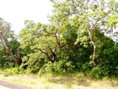 Résultat de recherche: rte du petite camargue